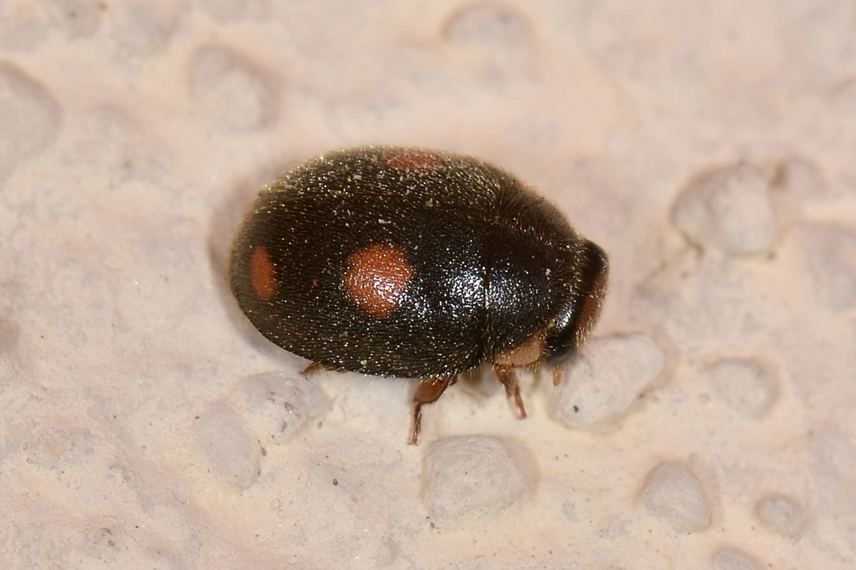 Platynaspis luteorubra? Sì. Coccinellidae